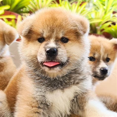 Shiro Ookami Kennel .